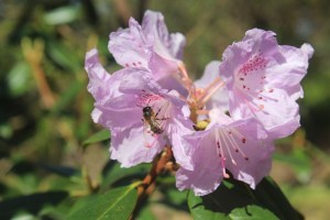 At the Woodland Gardens